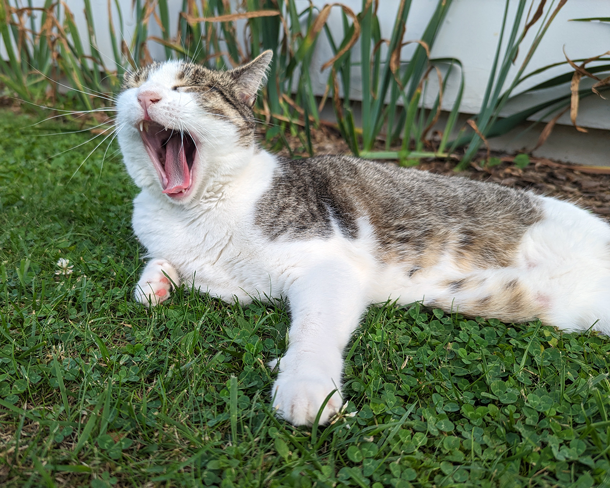 Kitty Boodle yawning and sitting in the grass