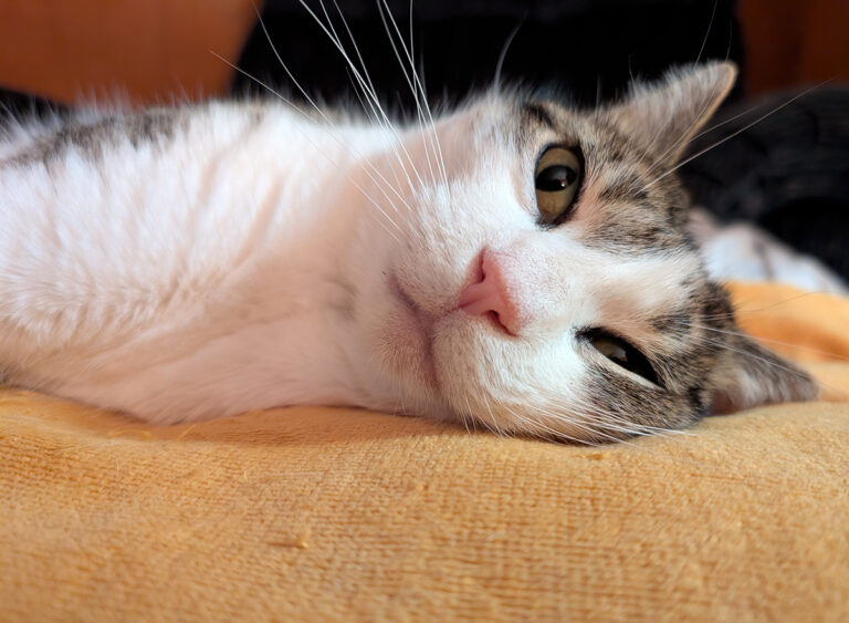 Kitty Boodle looking at the camera wondering where Santa is